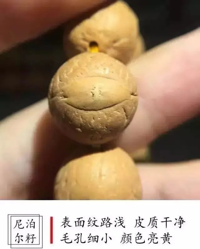 国产|酸枣核已退位,国产嫁接凤眼登场——如何辨别凤眼菩提的产地!