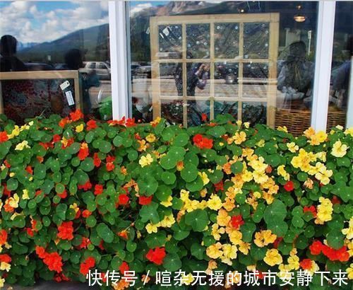 浇水|5种花高贵优雅，看了就让人沉醉，沾土就能活，浇水就疯长