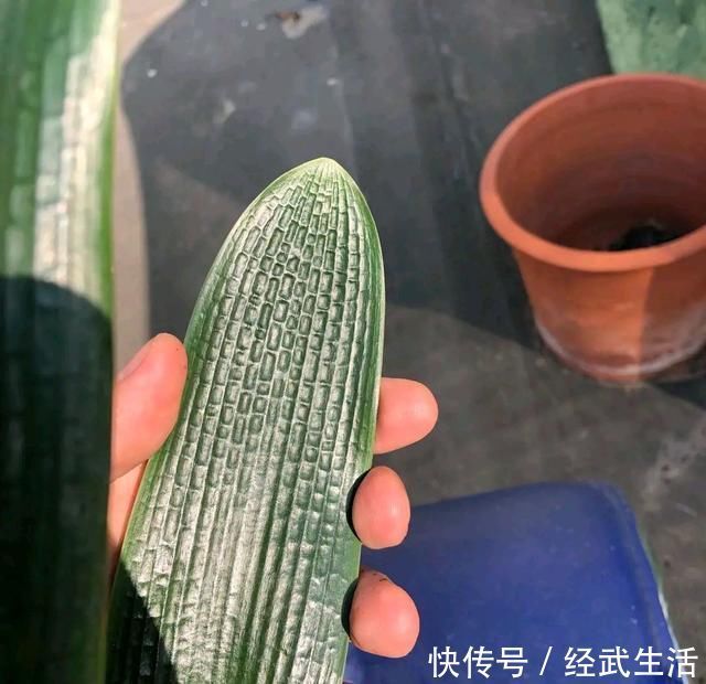 白糖在养君子兰上好处多，根旺叶绿油，开花爆盆不夹箭，知道太晚