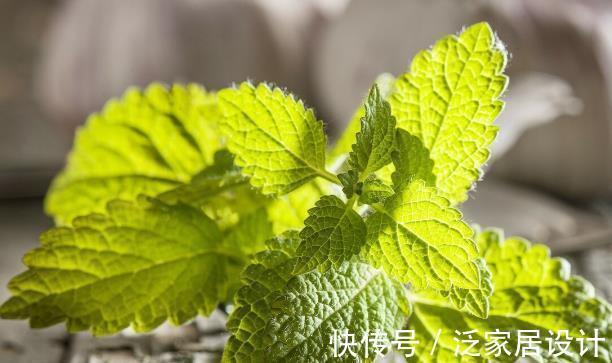 化妆品|几块钱一盆的薄荷,竟然有这五大好处,难怪老中医喜欢养