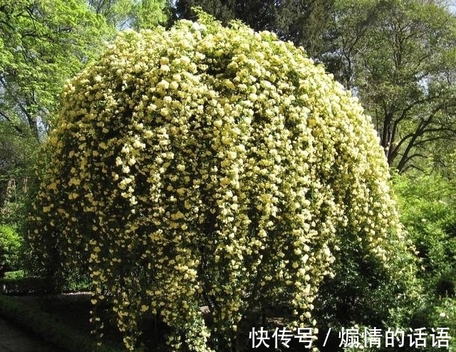 这种花不怕冷,好养易活,适合秋冬季节栽种,慢慢长成一片“海”