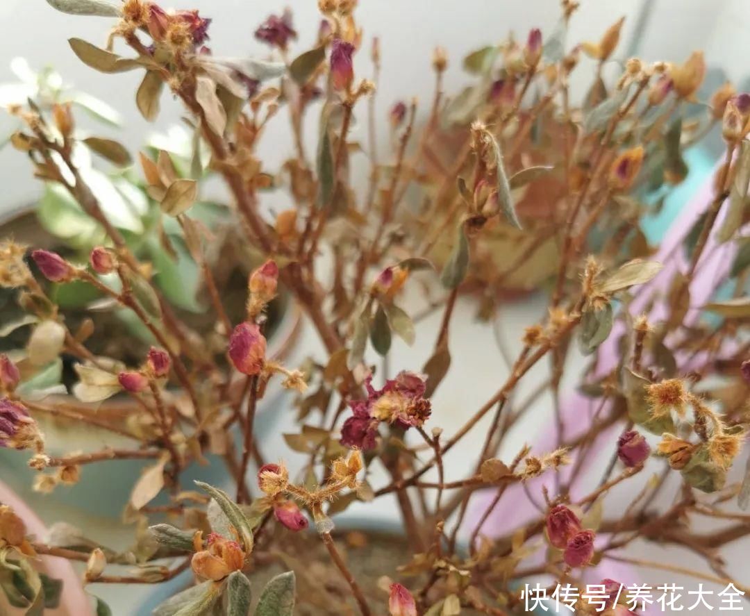 最怕晒的10种花，赶快搬进屋，否则会死掉