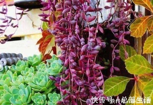 10款紫色系多肉，每一款都浪漫好养，养一盆“紫气东来”！