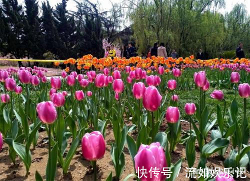 1种花,就只有一个花骨朵,但比玫瑰还惊艳!你认识吗