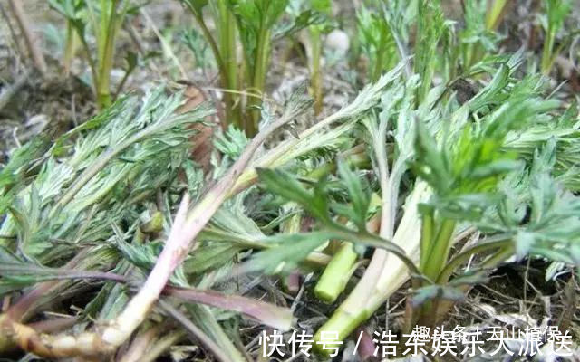 柳蒿|一种野草，酷似艾草，价值极为珍贵，您若遇见，请珍惜