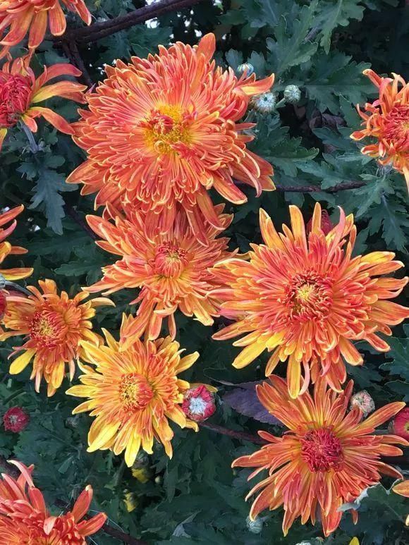 花身材|4种花身材不大,花量却怪“吓人”,深秋花开一大片,美翻了