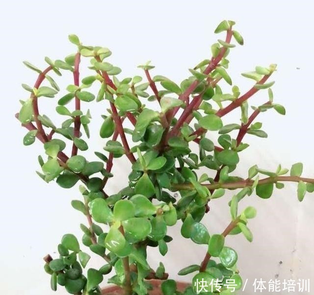 烂根|金枝玉叶怎么浇水这些注意事项要牢记,马虎了很容易出现烂根!