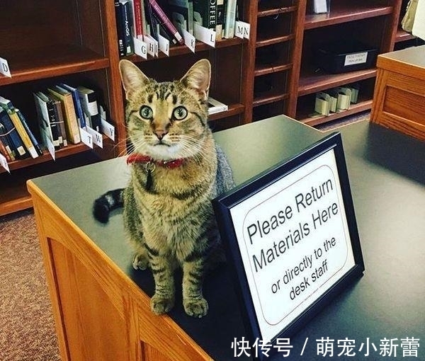 虎斑猫|大学聘请新图书管理员, 只卖萌不干活, 猫咪管理员吸引学生多读书