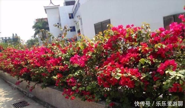 三角梅|最适合盆栽的三角梅,只要做到这几点,保准一年四季花开不断