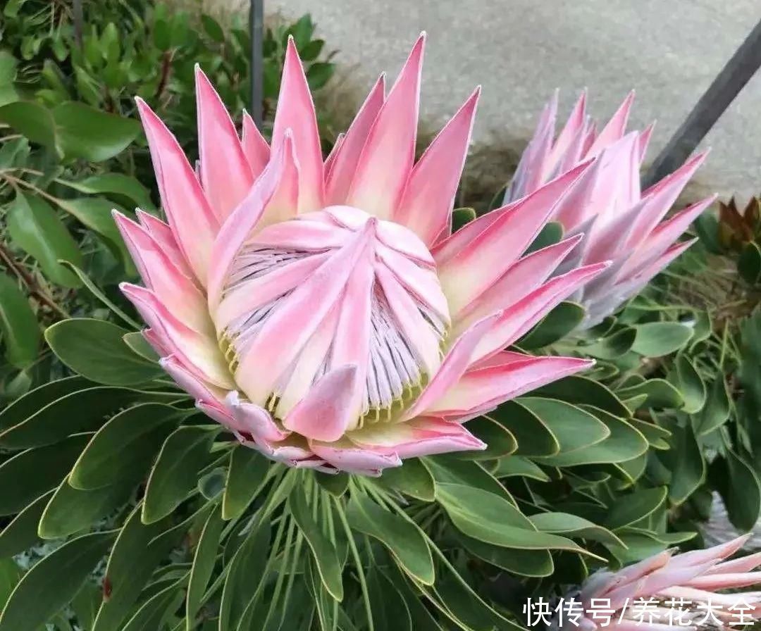 贵花|8种贵花,一盆好几百,有钱了一定要买一盆