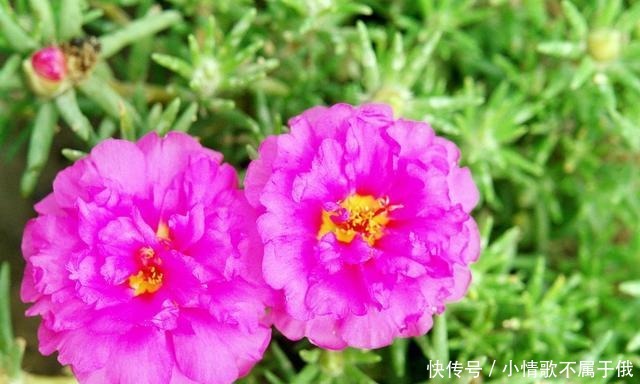 您家的院子,种了以下4种花卉吗我们一起来看看!