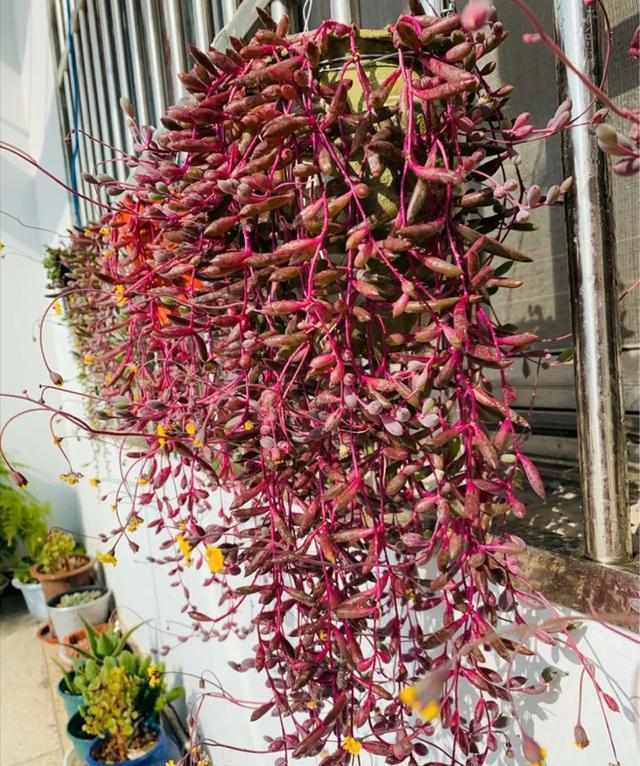 月季花|秋天扦插“4种花”,易生根,爱生长