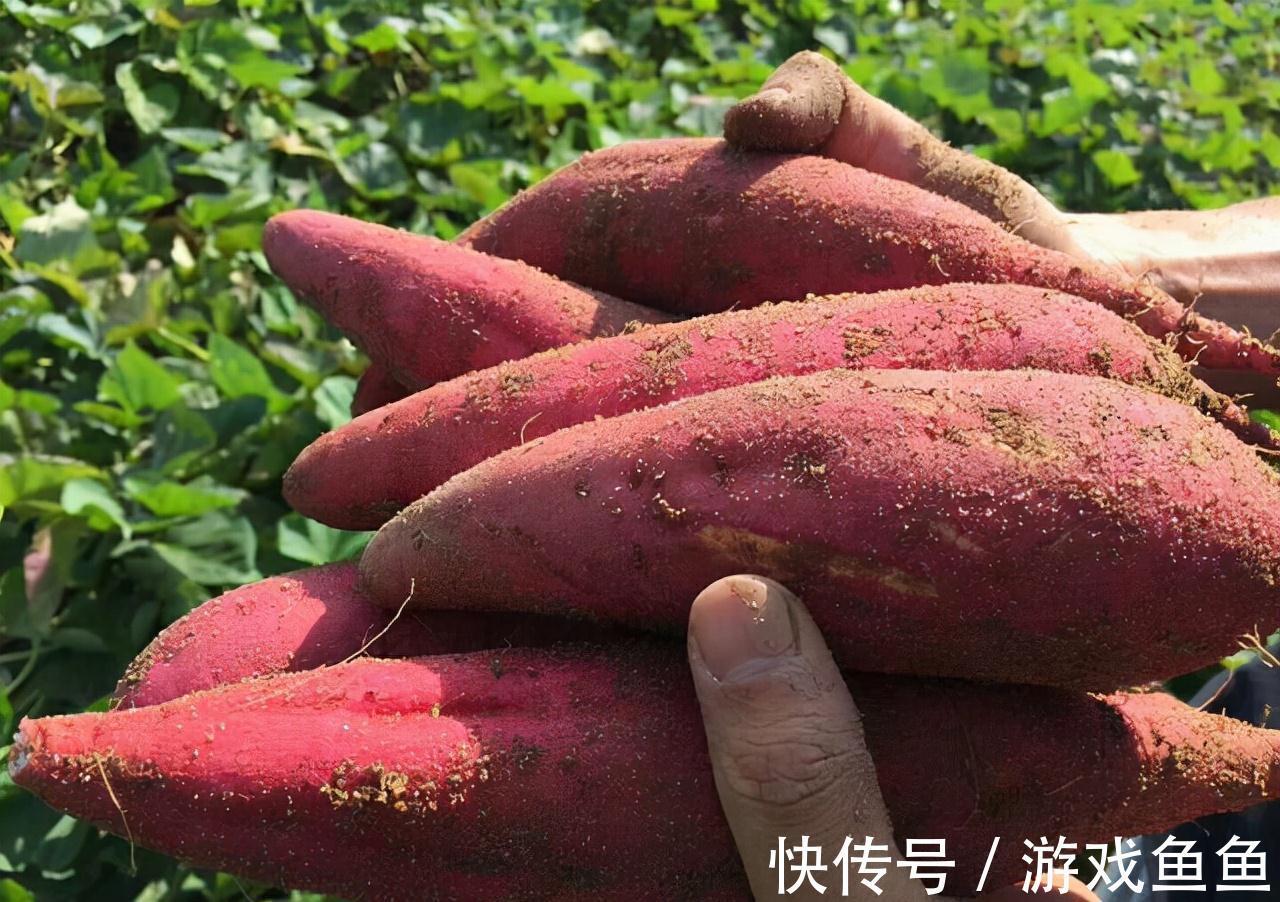 医生|经常吃红薯,到底是升血糖还是降血糖?今天医生一次性给你说清楚
