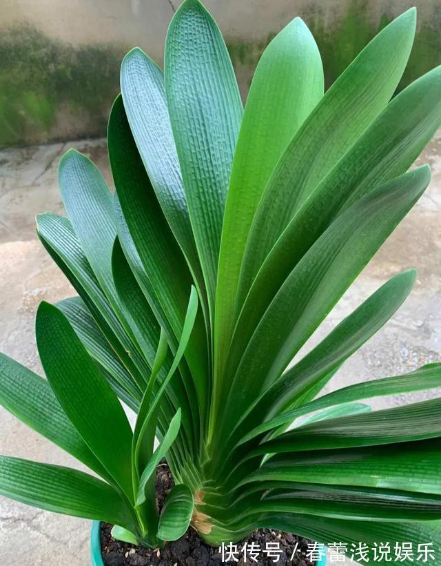 客厅|客厅最旺宅的6种花,一种比一种好养,一棵比一棵好看