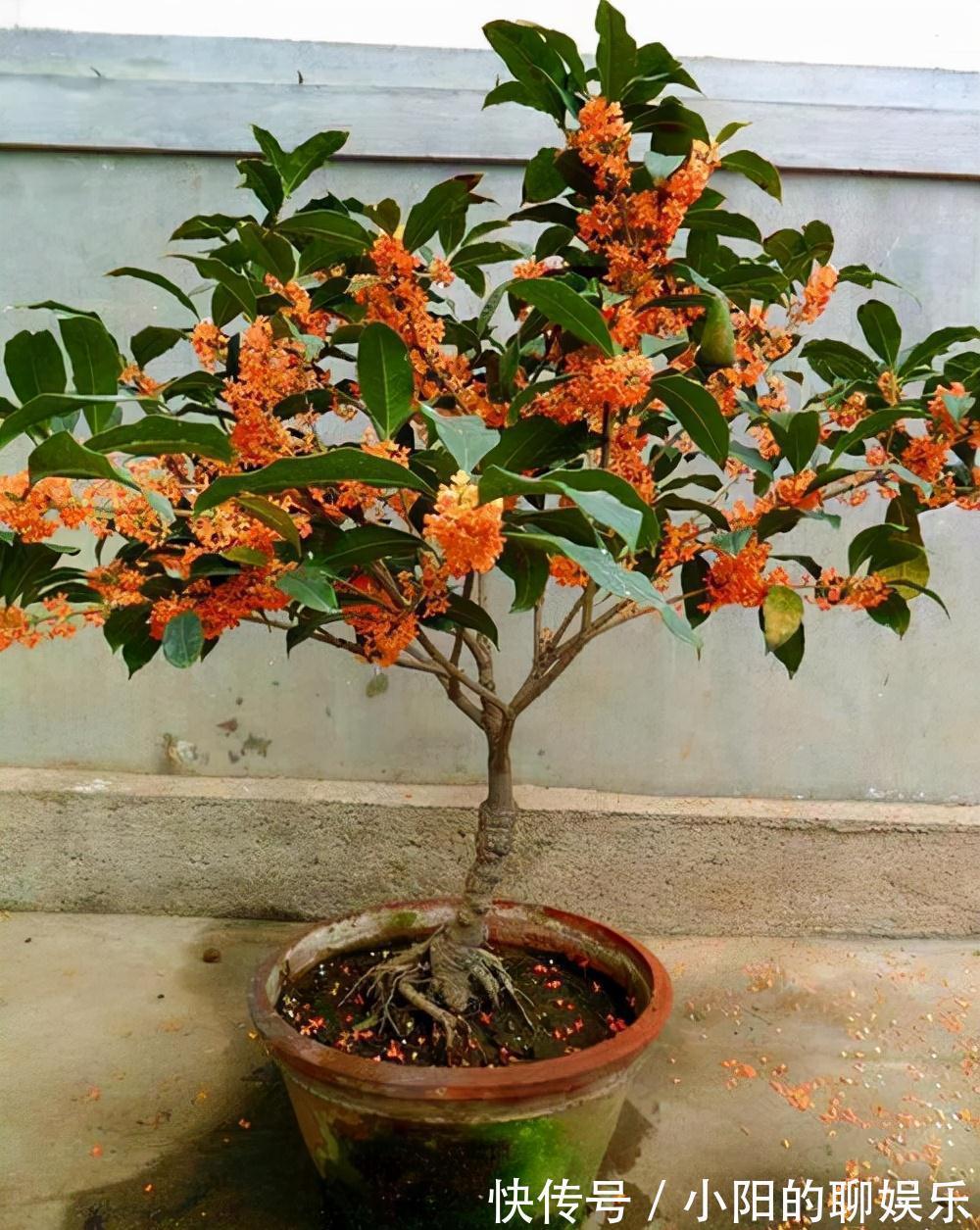 “寿命长”的11种花，好养寓意好，越养越值钱