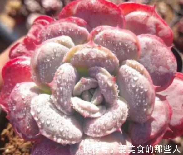 多肉雨滴有多美