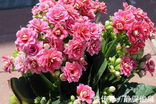 长寿花里的“5个经典品种”,各有各的美,看完都想养一盆