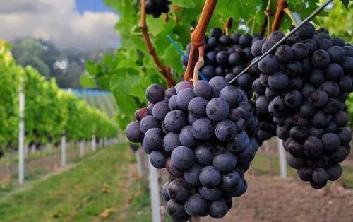 肝脏|有脂肪肝的人, 建议多吃这些食物, 帮你清理肝内脂肪, 肝脏更健康