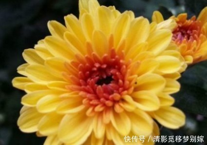 新手养花,不如养盆花中精品“莱克夫人”,粉红鲜嫩,清新脱俗