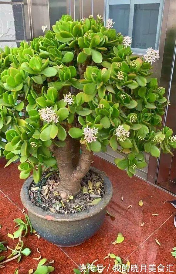 养玉树3个“控养法”，学会克制，才能长成“玉树临风”的大盆景