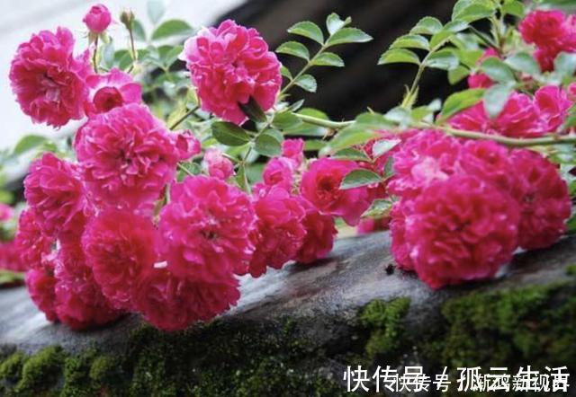 枝条|“沾土”就生根的1种花,夏天扦插2盆,9天“冒根系”,长势快