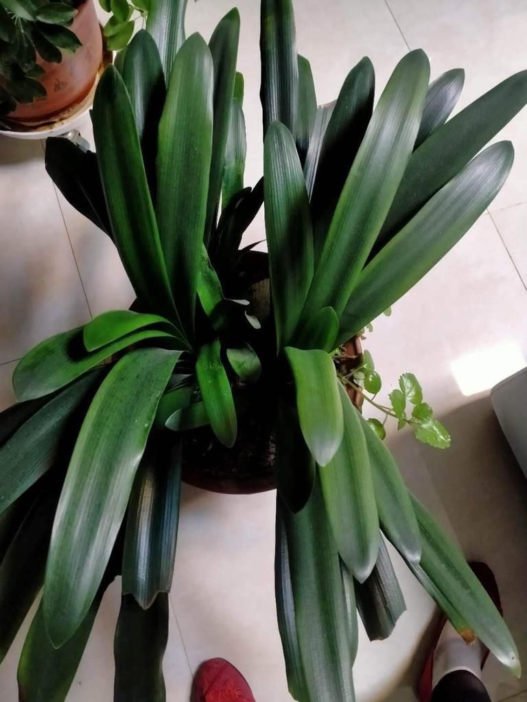 君子兰能不能开花,主要看这3点,全都符合才能开