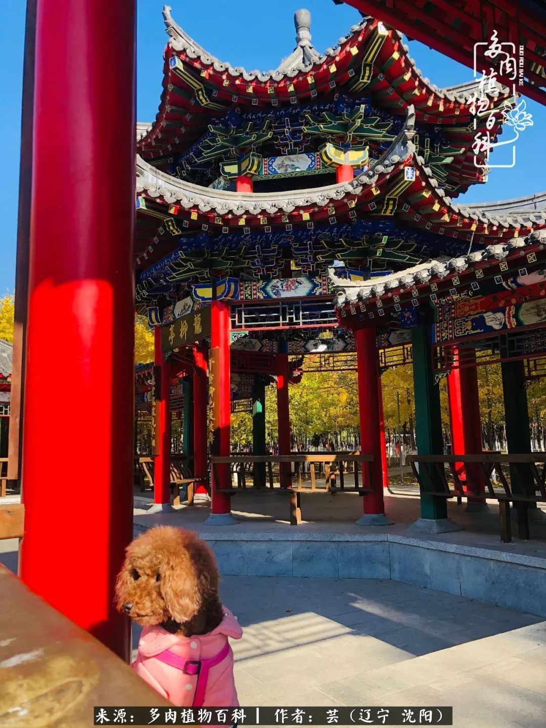 血罗|万物皆有灵性，一年四季有多肉陪伴真好！