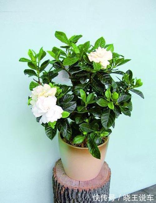 寒冷的冬天,栀子花的养护谨记4点,枝粗叶大,越养越旺盛