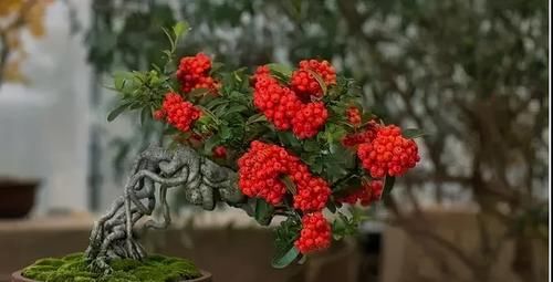 简单的4个方法，就能培养出深受人们喜爱的提根式盆景，一学就会