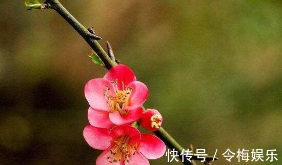 六种不怕冬季的花卉,越冷开花越多越漂亮,在冬天轻松开花爆盆!