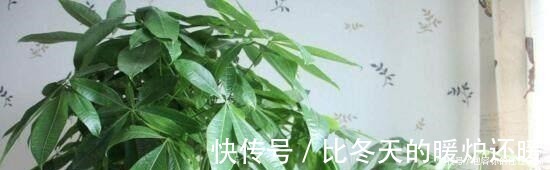 发财树|文竹、发财树，用这“水”养一养，一窜2米高，再也不黄叶！