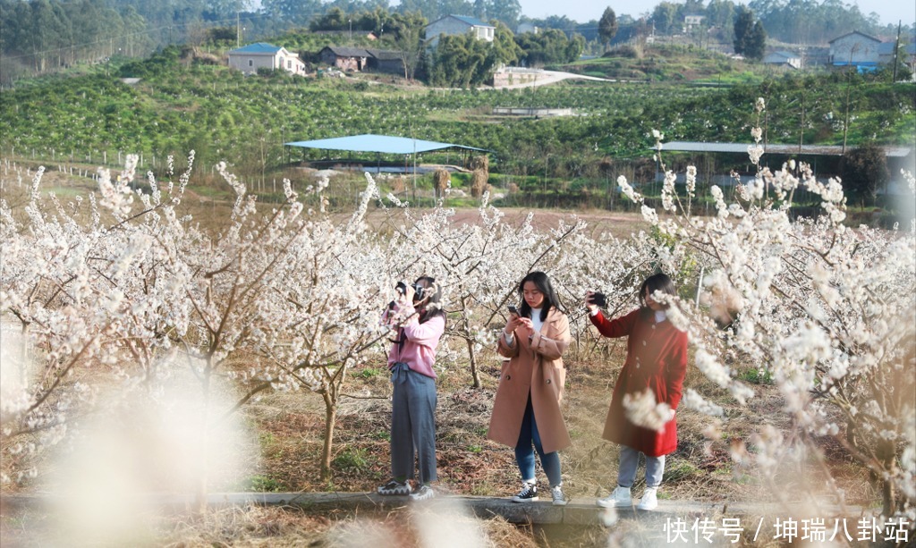 约吗？去武胜赏樱花