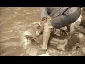 |搞笑GIF:是谁说喜欢苗条的妹子 你们看看这位美女怎么样?