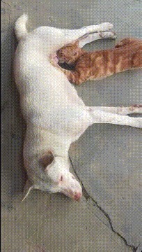 |搞笑GIF段子:这样的骑士小姐姐,我也想做她男朋友