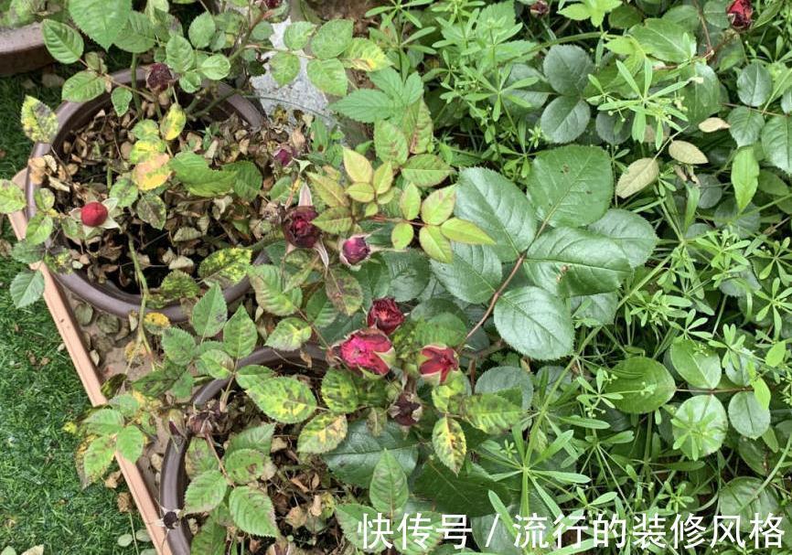 黄叶|养花“黑名单”实在太难养,心累