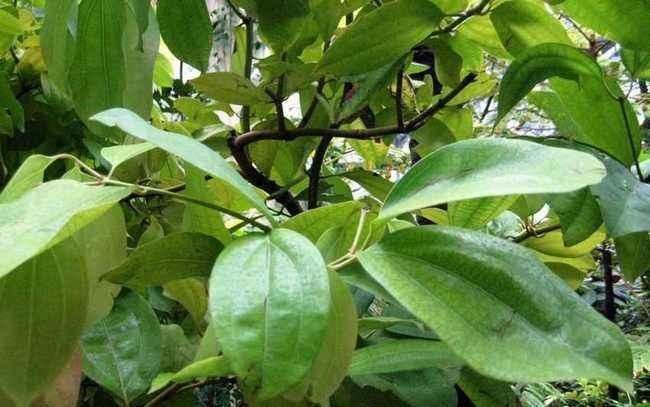 张仲景|医圣张仲景很喜欢一种中药,它到底是什么玄机从这三点讲起