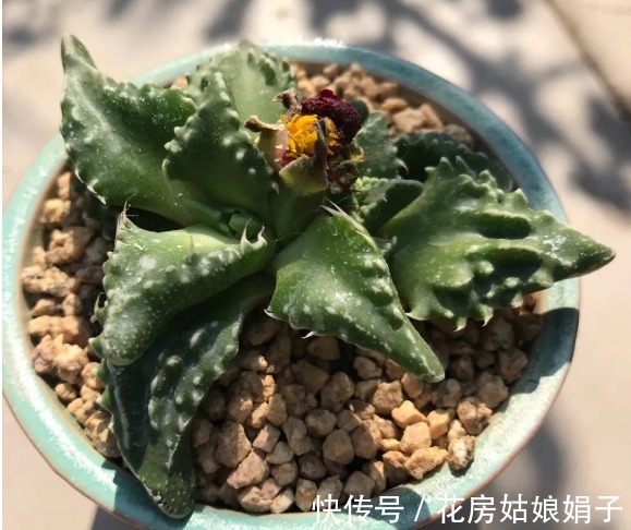 名字|没有很丑只有更丑的多肉,8种丑多肉,看完你还能保持淡定吗?