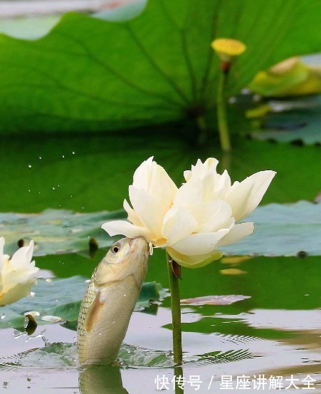 五行|到了7月底，4属相桃花朵朵，喜事不断，越努力越幸福