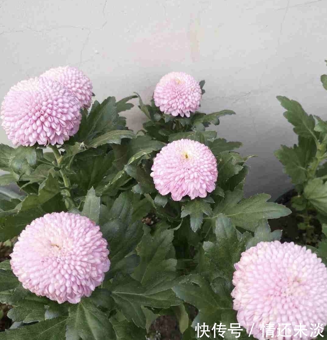 乒乓球|菊花上千种,石头最喜欢1种,花苞像“乒乓球”,1年开两次