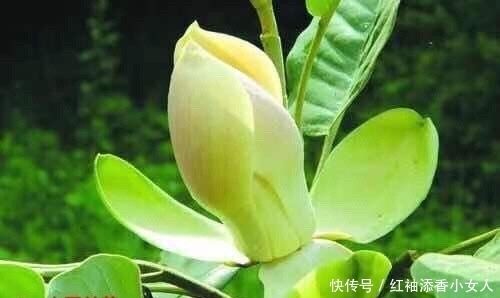 供奉佛菩萨:应该必须知道的“十二种圣花”