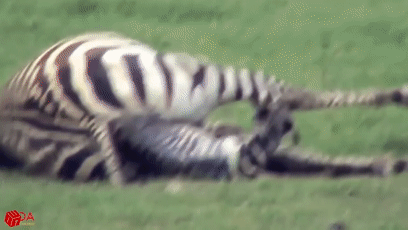 角马|蝙蝠竟然会倒立生孩子，这些生娃瞬间看得我肚子疼