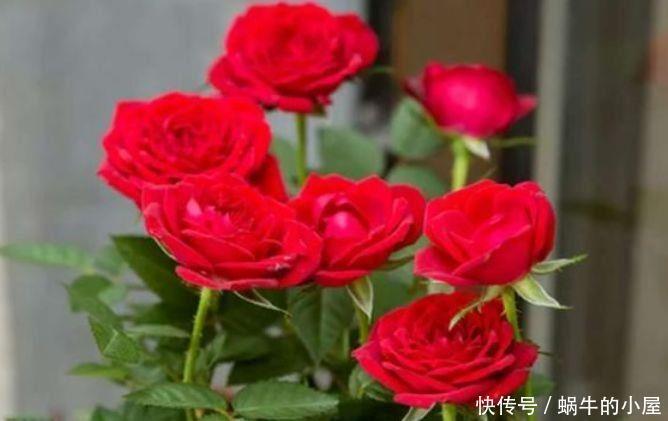 4种花超漂亮,生命力很顽强,沾土就开花,爆盆很漂亮