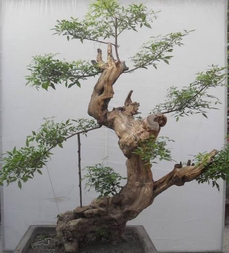 乡下一种“柴火木”，年年砍不绝，如今做成高档盆景，很受人欢迎