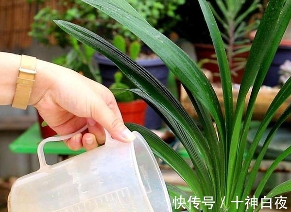 养花强根用黄豆水,制作中多添些“它”就没有臭烘烘的味道