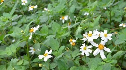 血压|3种纯天然的高血压“特效药”，降血压百试百灵，安全无副作用