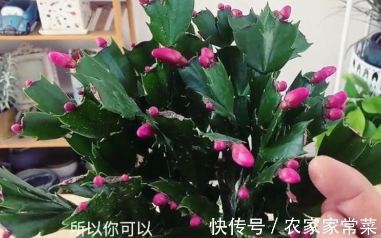 进入花蕾期的蟹爪兰,应该如何养护