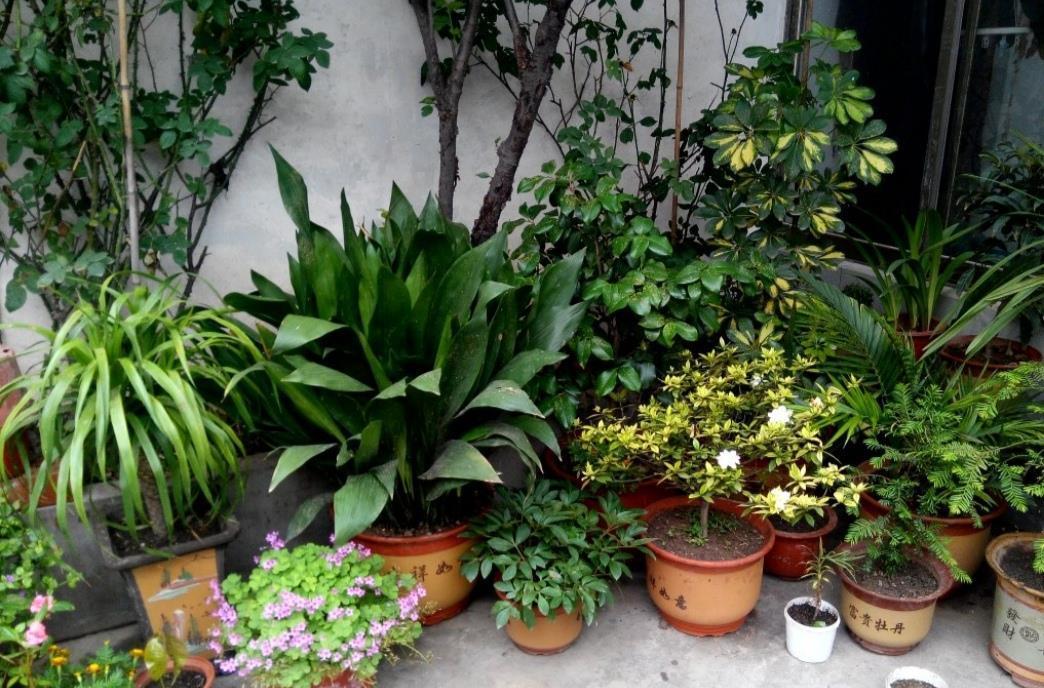 种花|天热了,3种花要“穷养”,少水少肥多通风