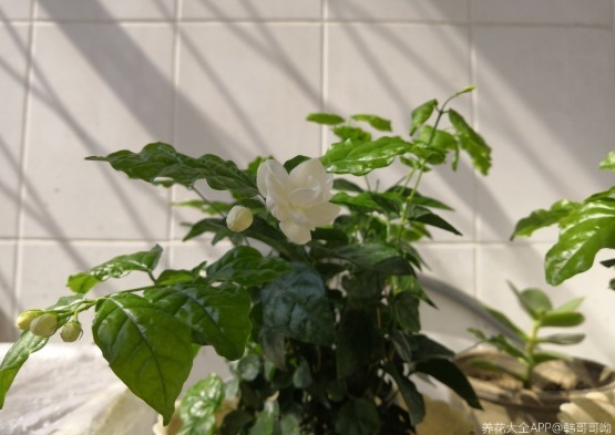 茉莉花学会控水，长得枝繁叶茂，开花一夏天！