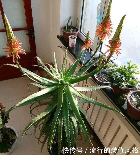 芦荟“真好养”，长了3米高，长成芦荟大树，叶子太厚，吃不完