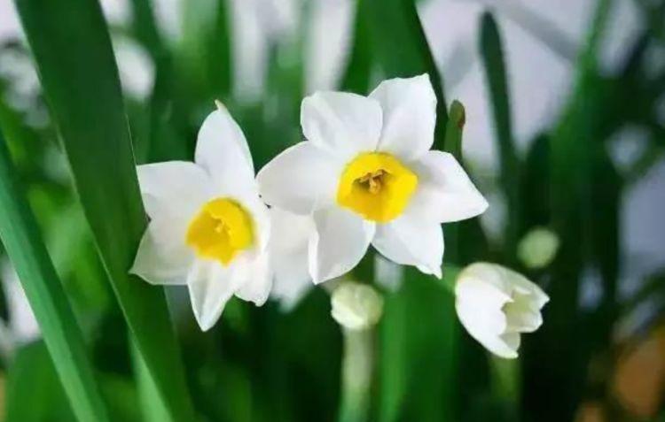 家里养此款花卉,便宜又好养,净化空气又美容,家家都有